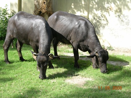 Buffalo herd