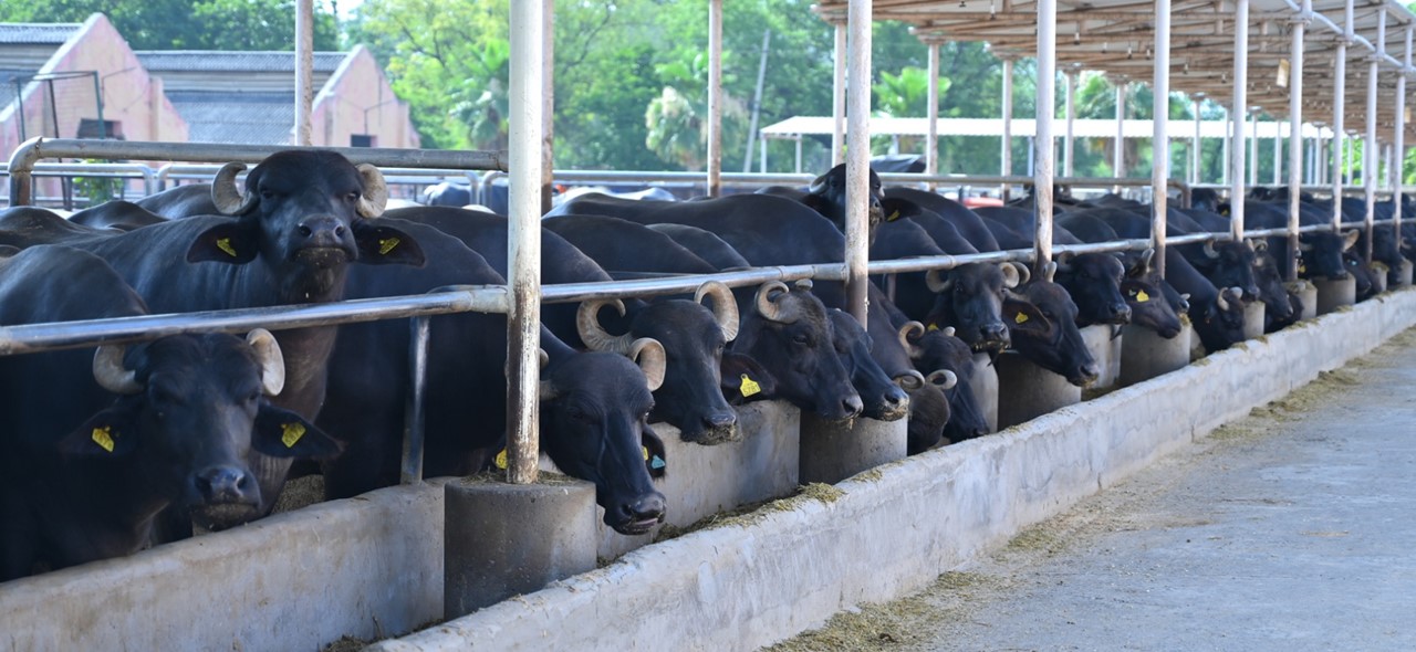 Buffalo farm @ CIRB