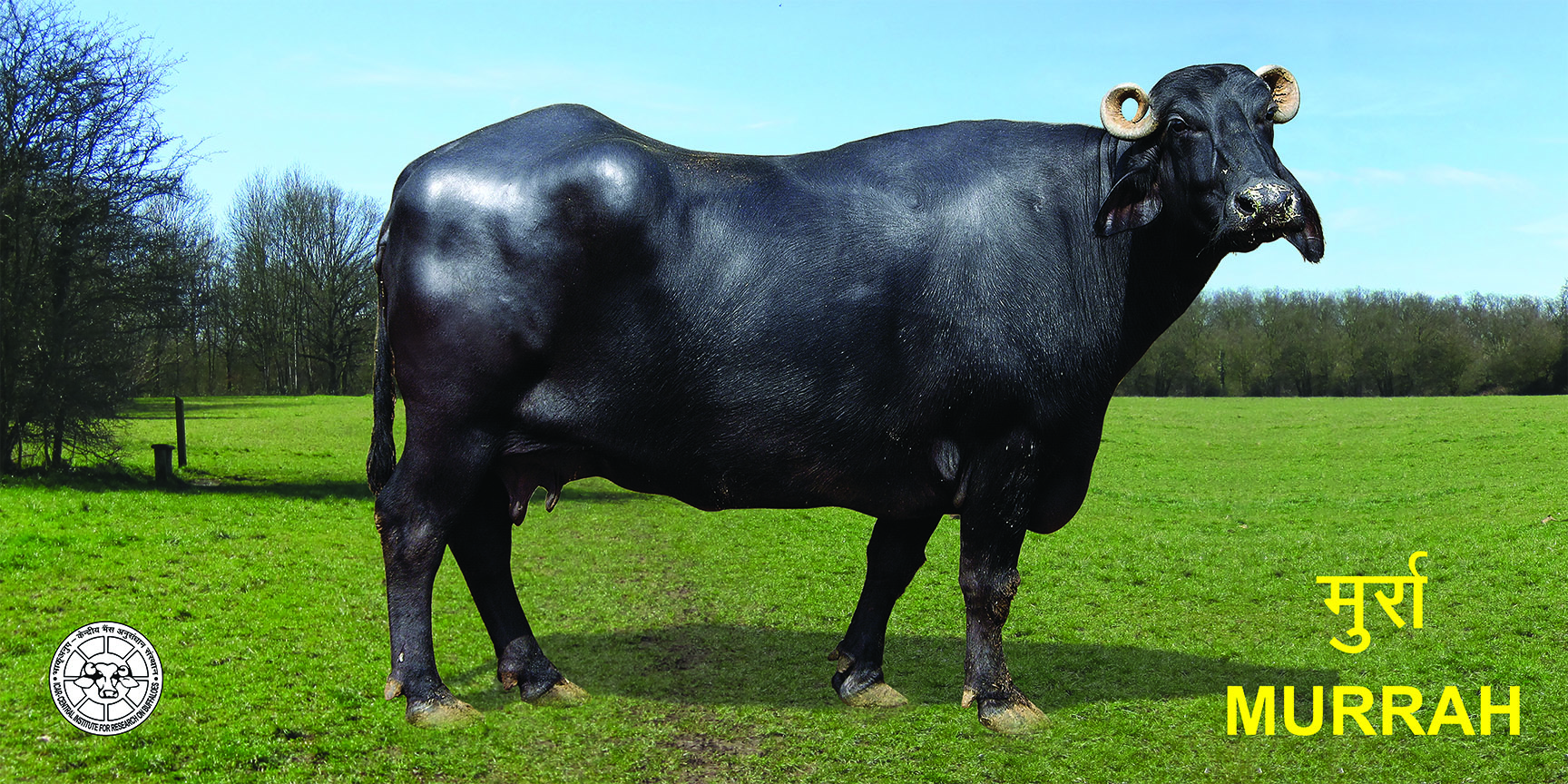 Murrah Buffalo