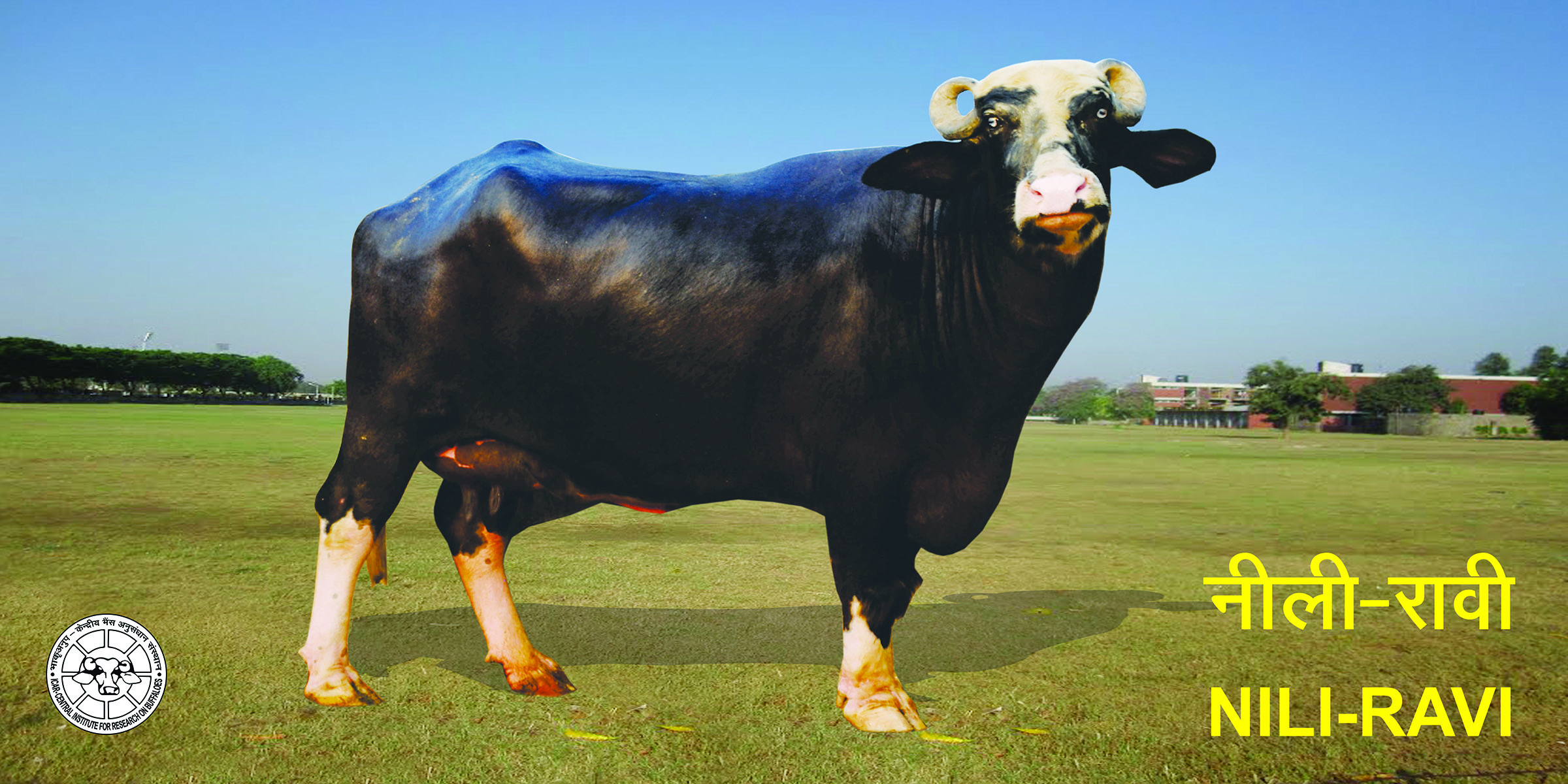 Nili-Ravi Buffalo