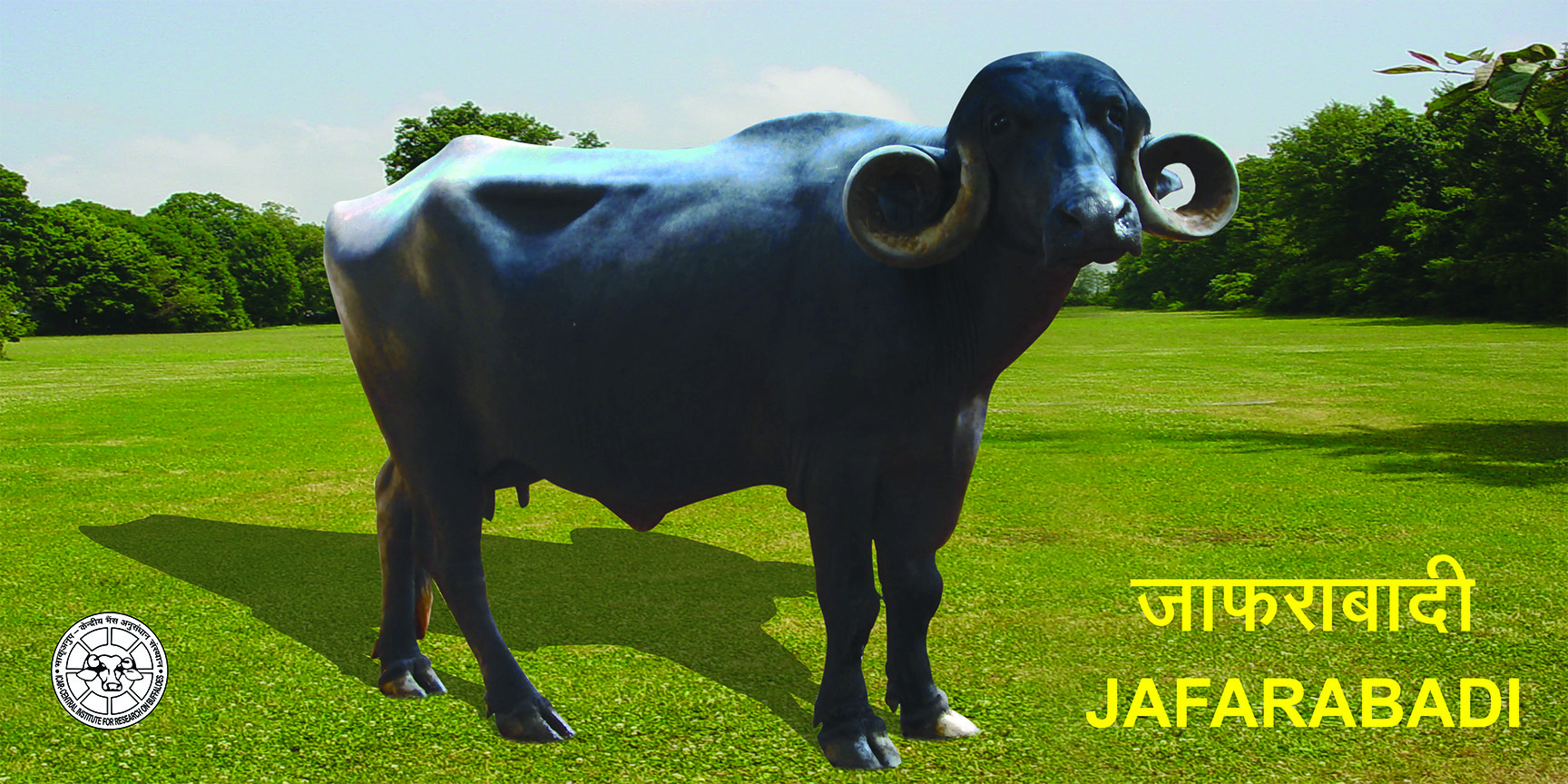 Jafarabadi Buffalo