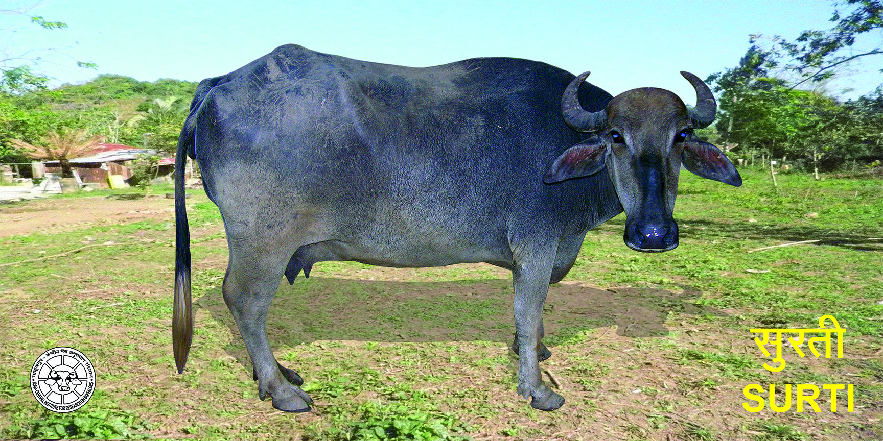 Surti Buffalo