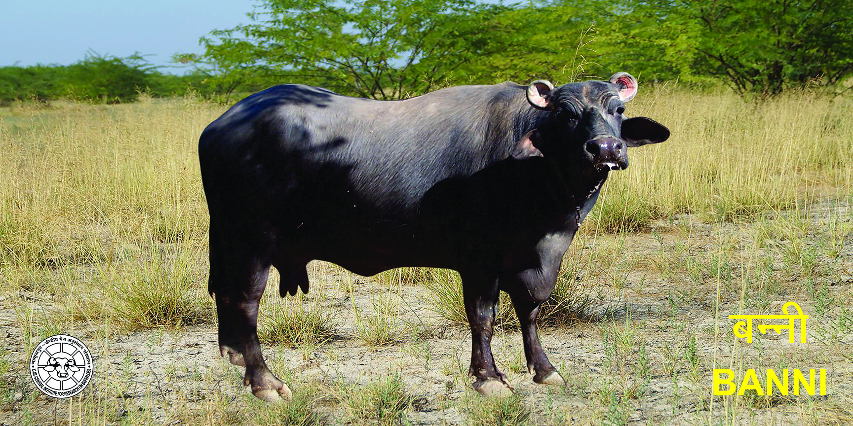Banni Buffalo