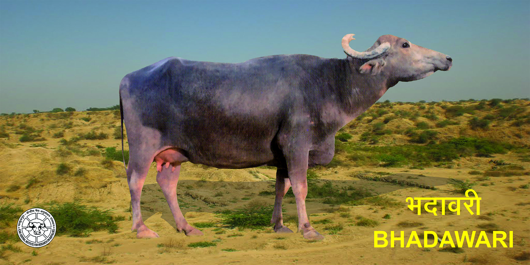 Bhadawari Buffalo